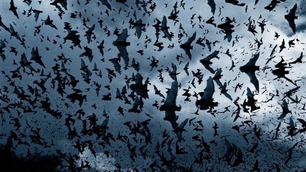 20 Of The Strangest Names For Animal Groupings