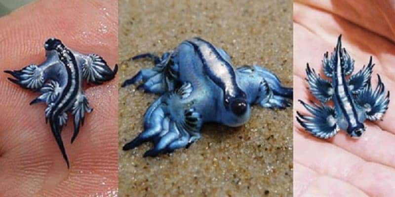 20 Real Animals That Look Stranger Than Fiction