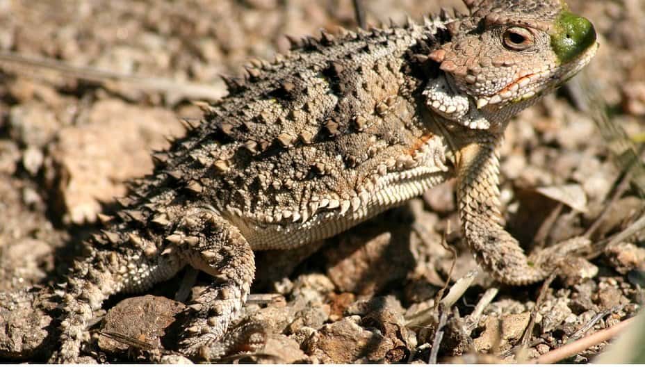 Lizards Acting Like Dogs Lizards Acting Like Dogs