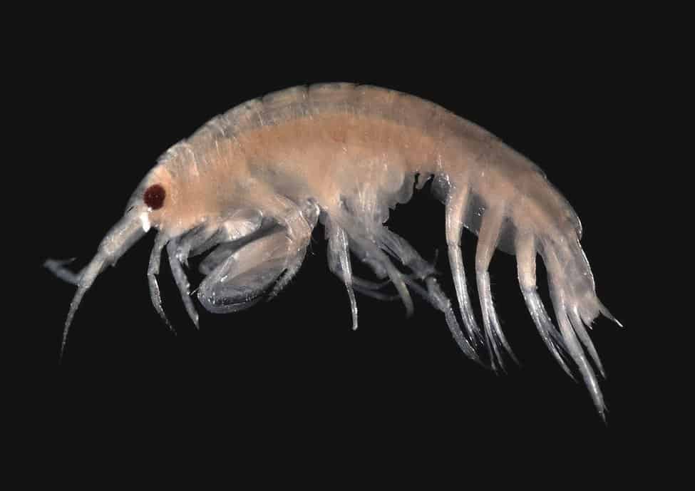 Bizarre Deep Sea Creatures 100