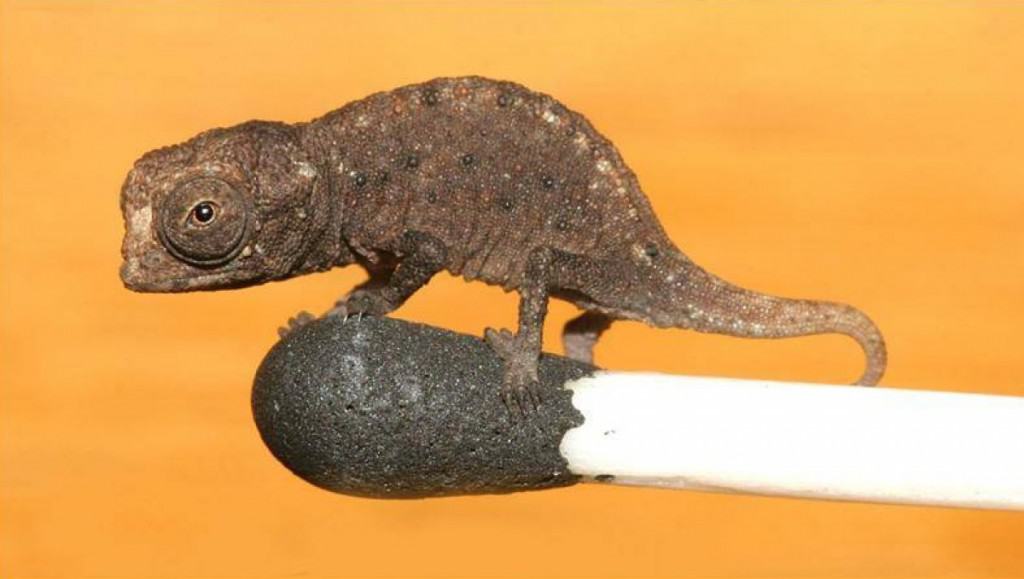 10 Of The Smallest Animals In The World