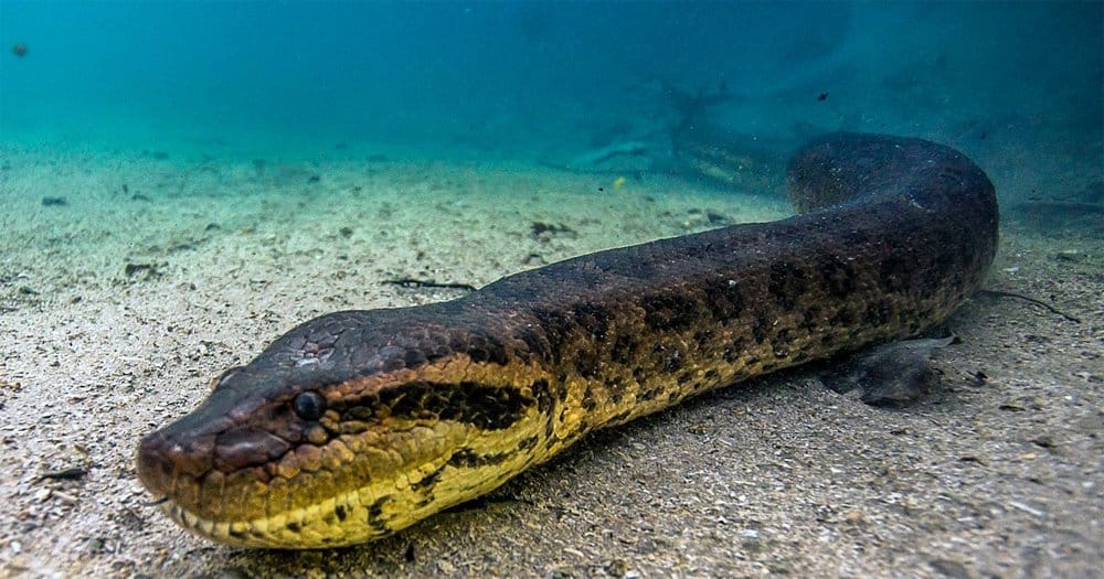 Diver Finds Massive Anaconda Lurking In An Underwater Cave