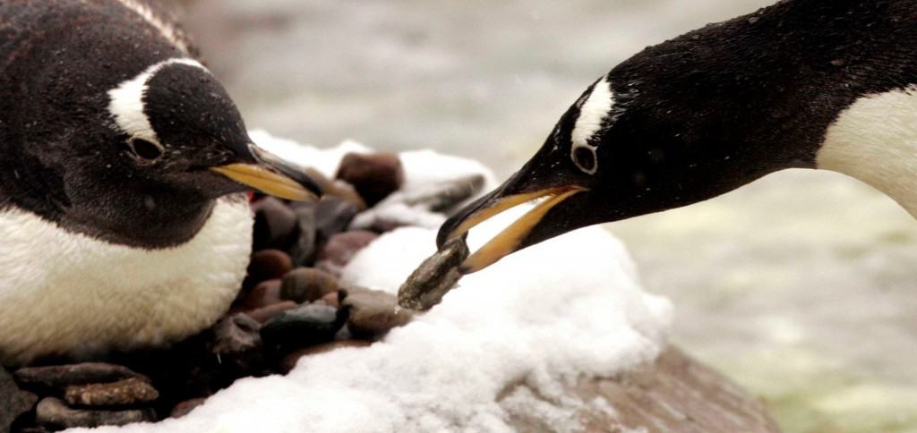 10 Awesome Animal Facts That Will Leave You Smiling