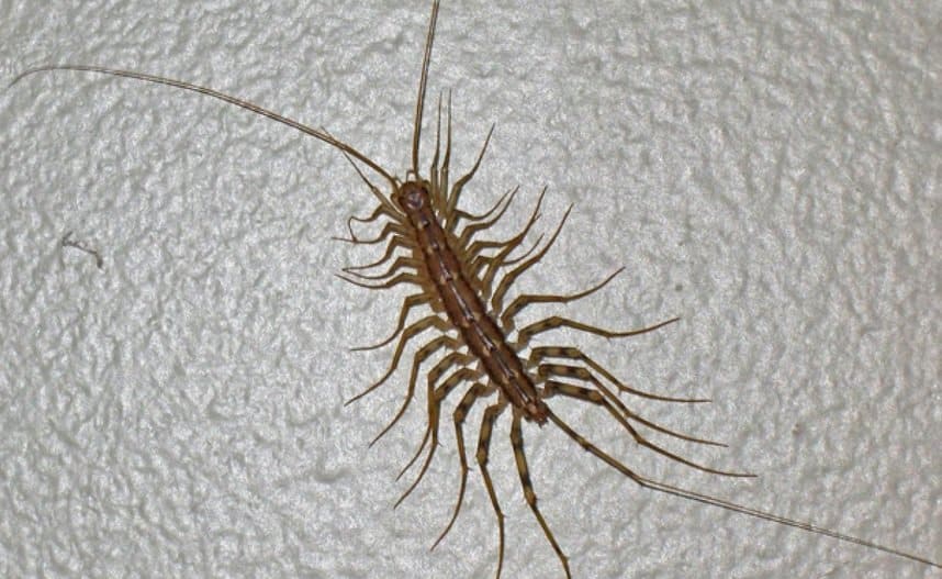 10 Of The Most Dangerous Insects In The World