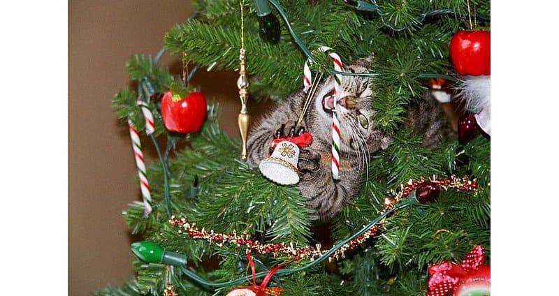 10 hilarious cats climbing on christmas trees page 2 of 5 10 hilarious cats climbing on christmas trees page 2 of 5