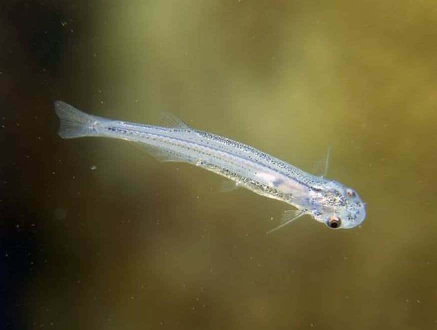 10 Terrifying And Deadly Animals Of The Amazon River Page 2 of 5