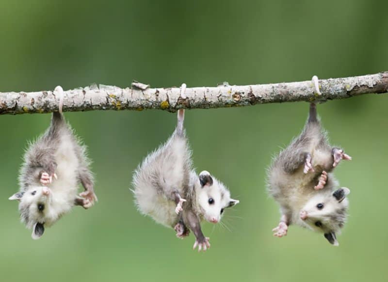 10 Adorable Pictures Of Possums And Opossums Page 4 of 5