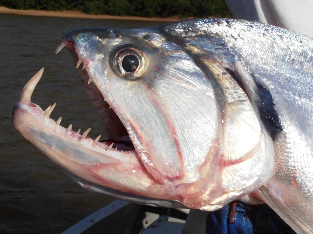Top Ten Most Dangerous Fish In The Amazon at Laura Monroe blog
