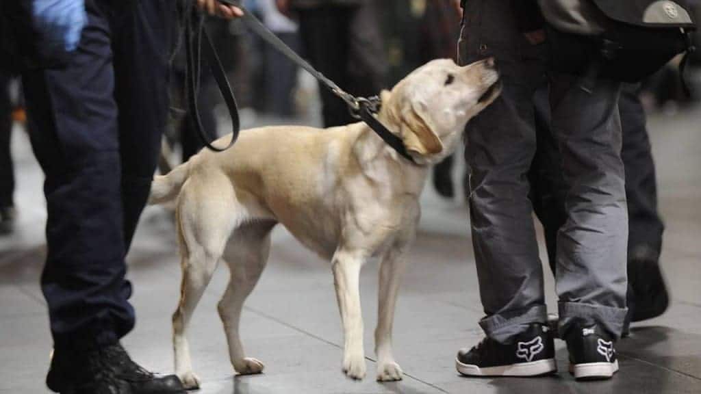 What Can A Sniffer Dog Smell What Can A Sniffer Dog Smell