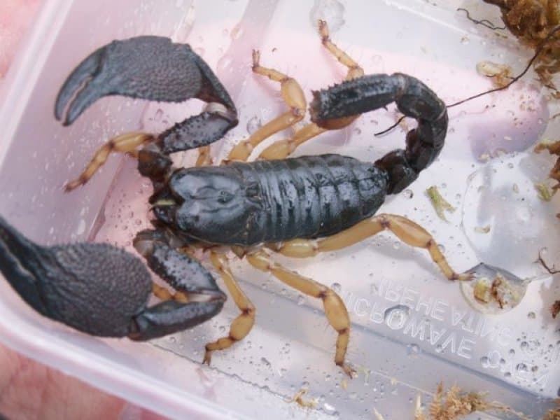 10 of the biggest and scariest animals in the world