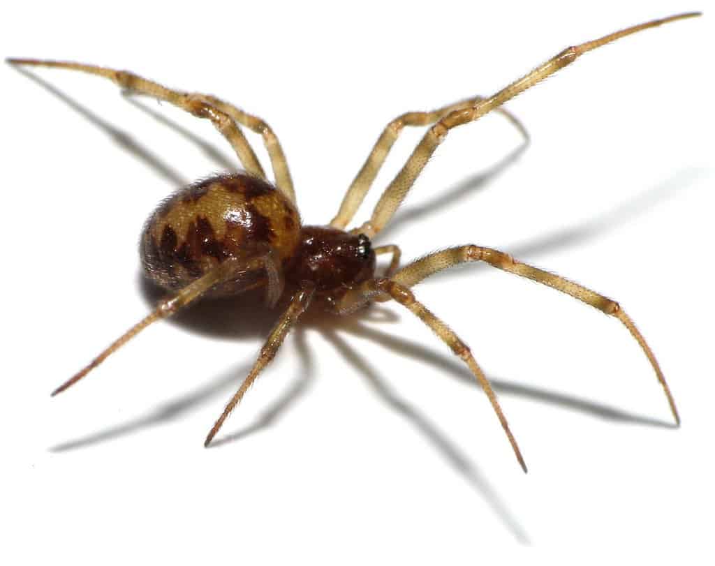 10 Of The Most Terrifying Spiders In The World Page 3 of 5