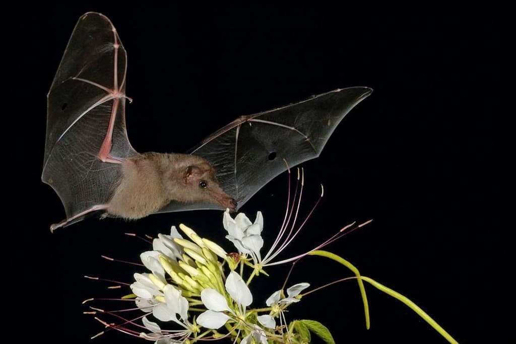 10 of the strangest bats from around the world 10 of the strangest bats from around the world