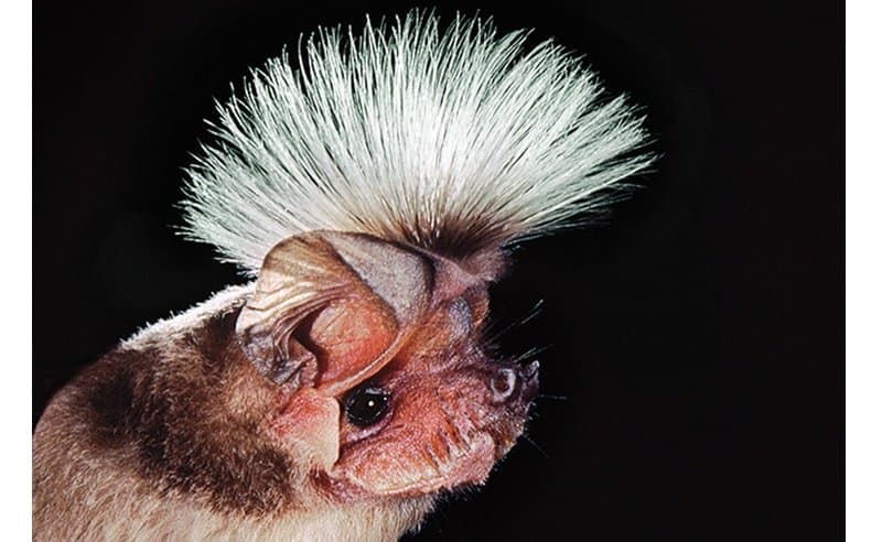 10 of the strangest bats from around the world page 2 of 5 10 of the strangest bats from around the world page 2 of 5