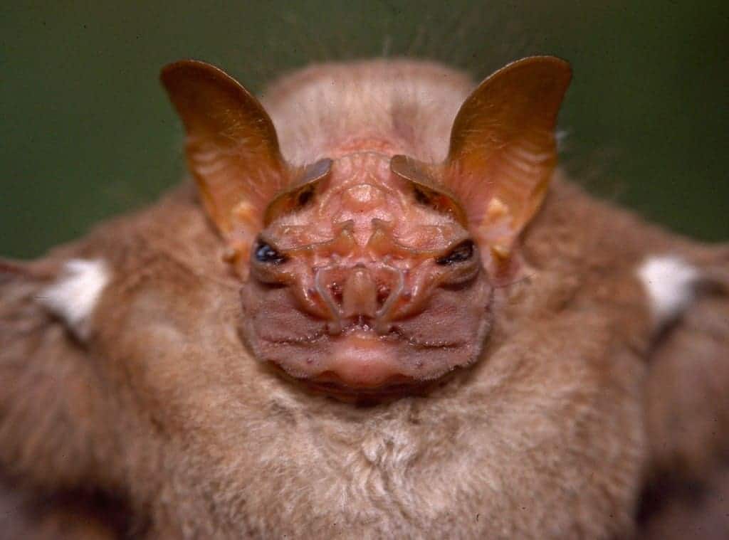 10 of the strangest bats from around the world page 2 of 5 10 of the strangest bats from around the world page 2 of 5