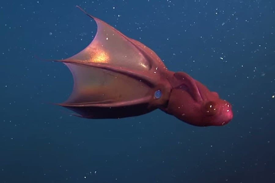 squid vampire sea creatures another planet theyre ocean re