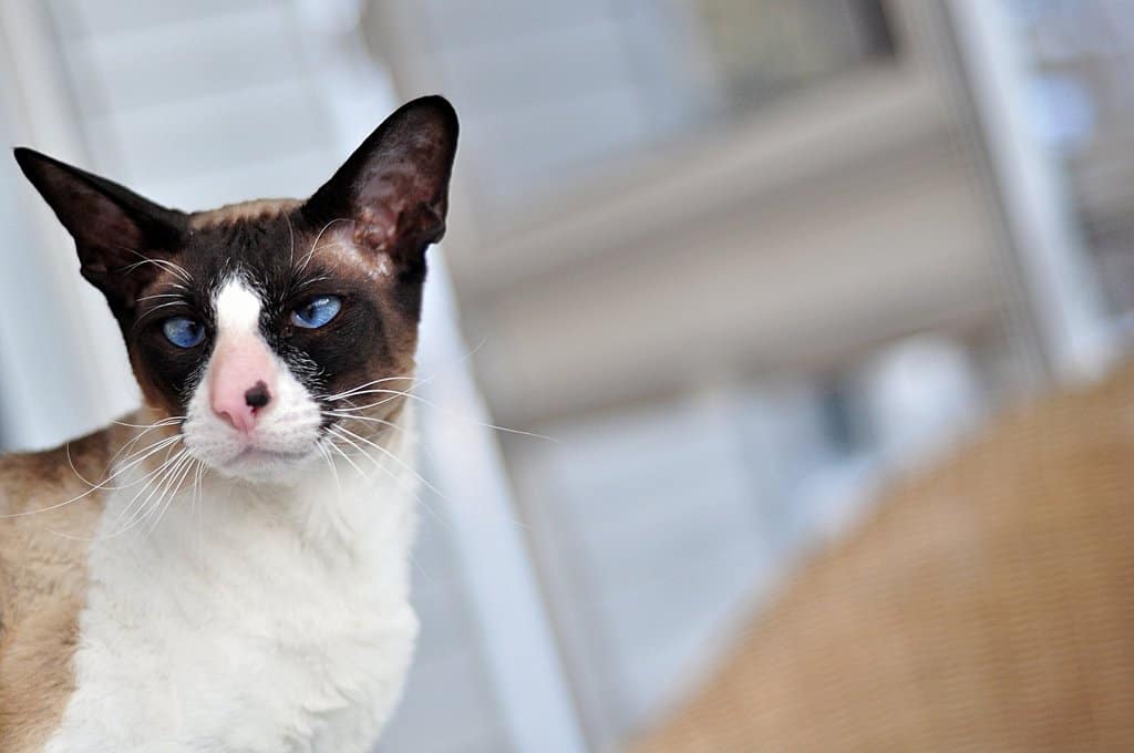 10 Unusual Cat Breeds We Can&#039;t Get Enough Of - Page 5 of 5