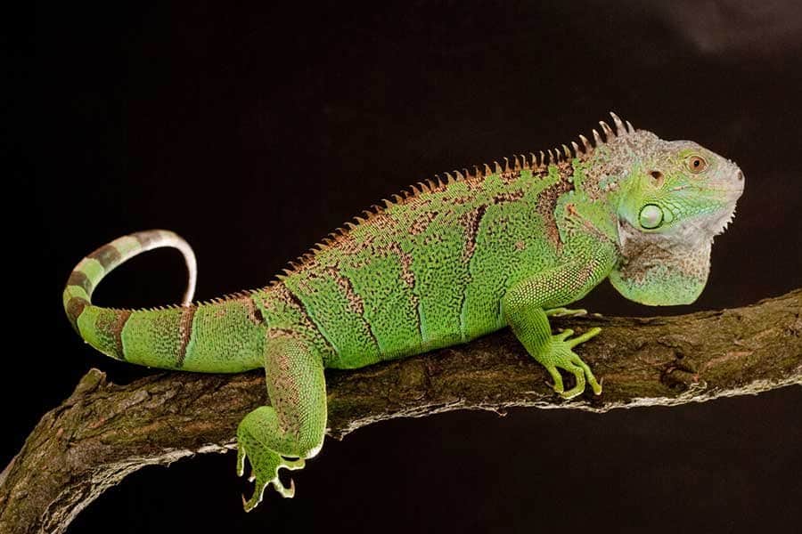 10 Of The Most Dangerous Reptiles In The World