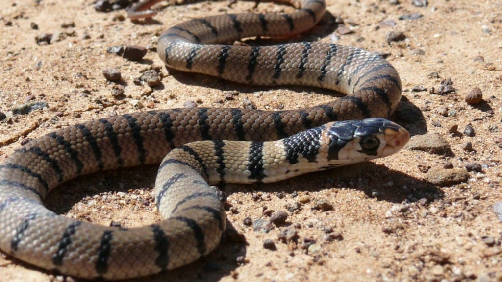 10 Of The Most Venomous Snakes In The World Page 5 Of 5