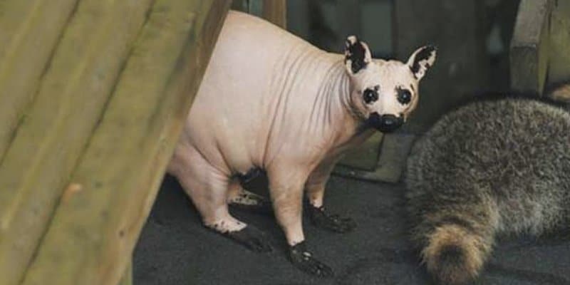 20 Crazy Pictures Of Animals Without Hair - Page 2 of 5