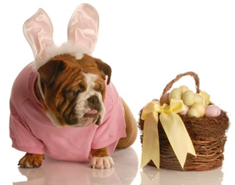 10 Adorable Dogs And Cats In Easter Costumes