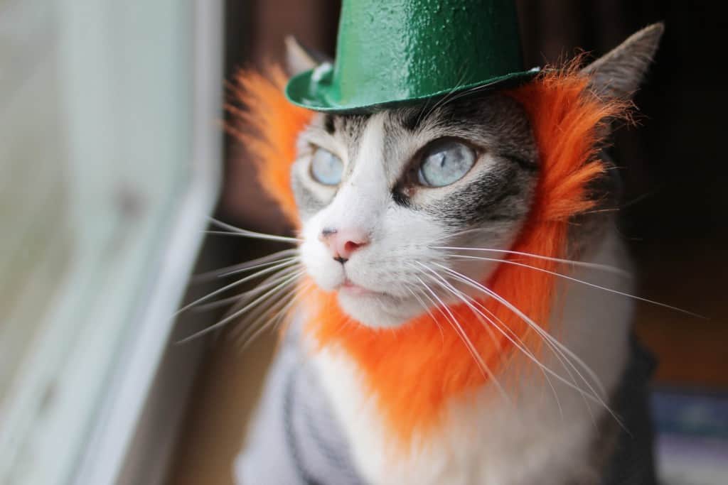 st paddys day animal pictures
