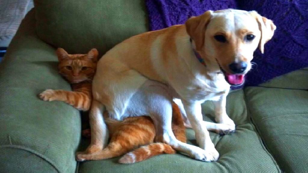 Dog Sits On Cats Face Dog Sits On Cats Face