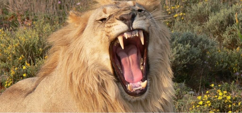 10 Interesting Facts About Lions You Didn't Know Page 3 of 5