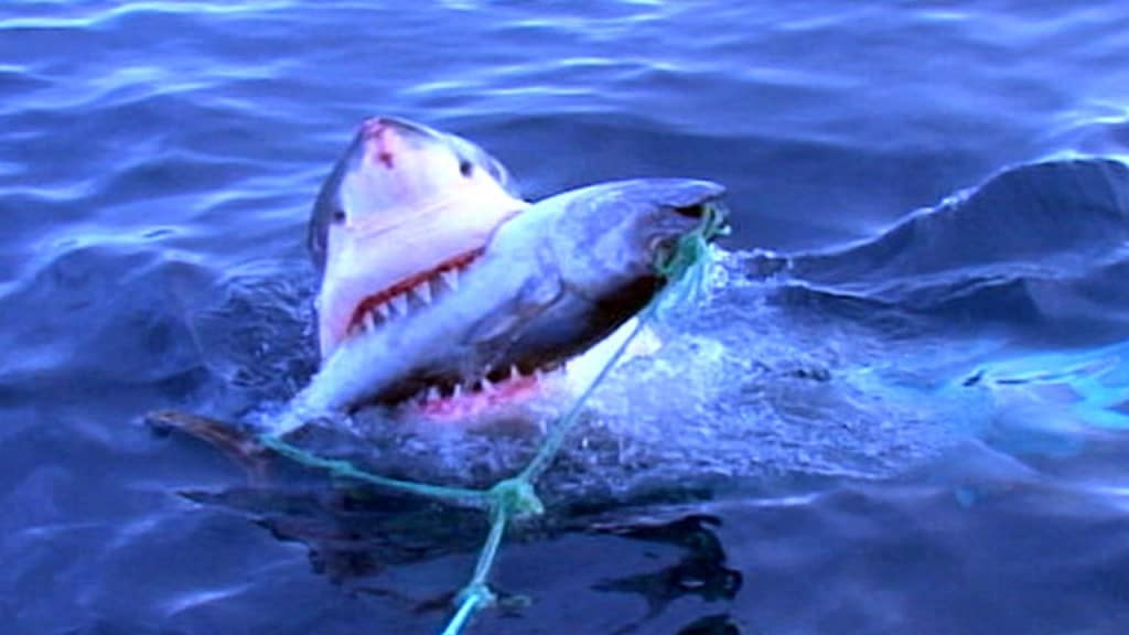 10 Mind Blowing Facts You Never Knew About Sharks Page 3