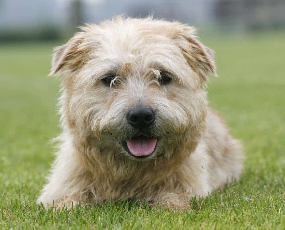 10 Of The Best Dogs For Lazy People