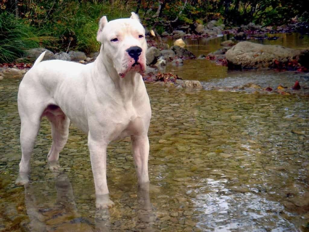 What Are The Most Expensive Dogs Breeds What Are The Most Expensive Dogs Breeds