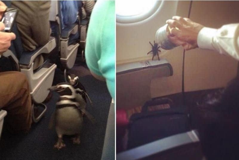 10 Of The Weirdest Things You'll Ever See On A Plane Page 5 of 5