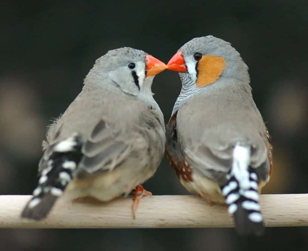 10 Surprising Bird Mating Rituals You've Never Heard Of - Page 4 of 5