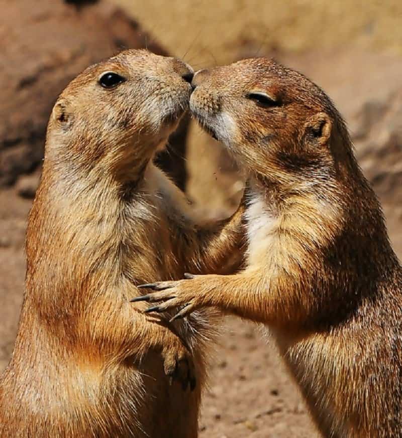 10 Adorable Pictures Of Animals Kissing 10 Adorable Pictures Of Animals Kissing