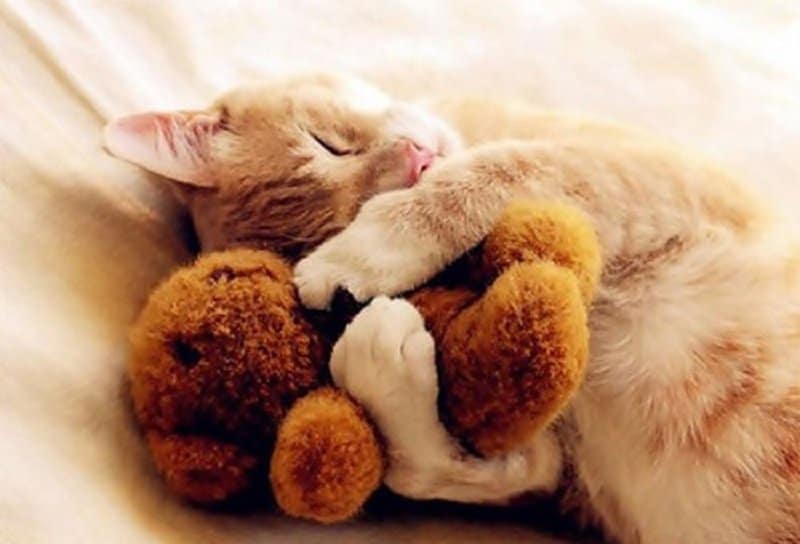 dreams