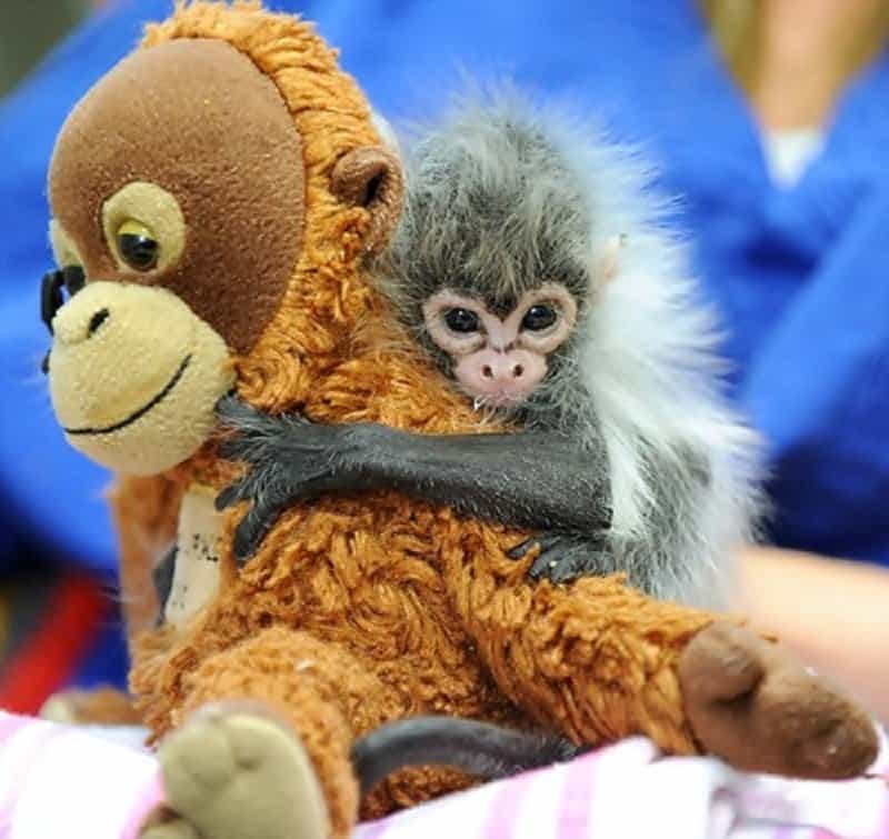 stuffed animals for cuddling