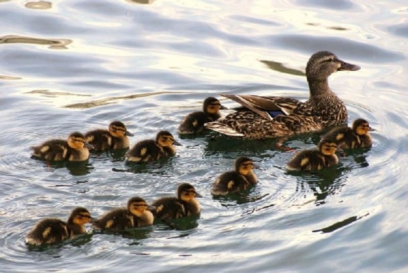 10 Cute Pictures Of Animals With Their Kids - Page 3 of 5