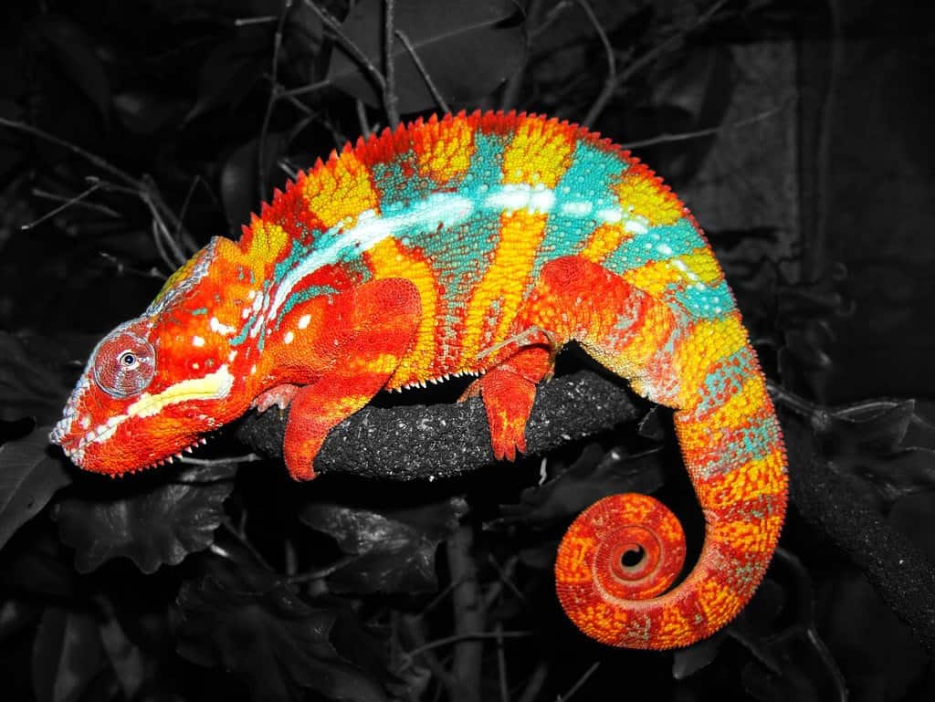10 Of The Most Colorful Animals In Existence - Page 4 of 5