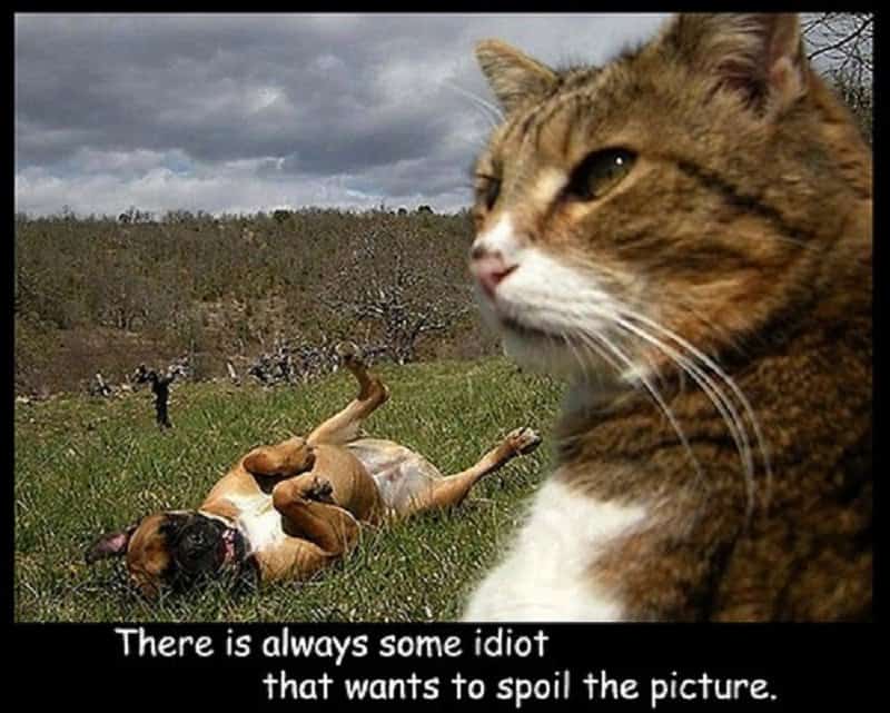 10 Hilarious Memes Of The Relationship Between Cats And Dogs - Page 3 of 5