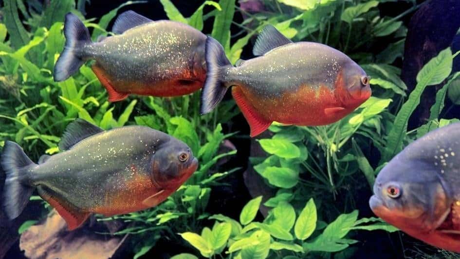 10 Horrifying Facts About Piranhas - Page 3 of 5