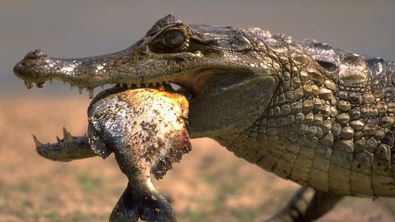 10 Horrifying Facts About Piranhas - Page 4 of 5