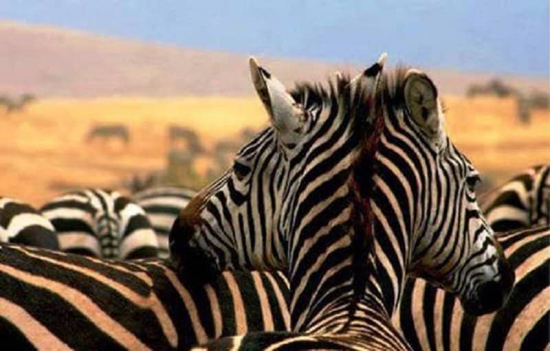 10 Of The Best Real Life Optical Illusions