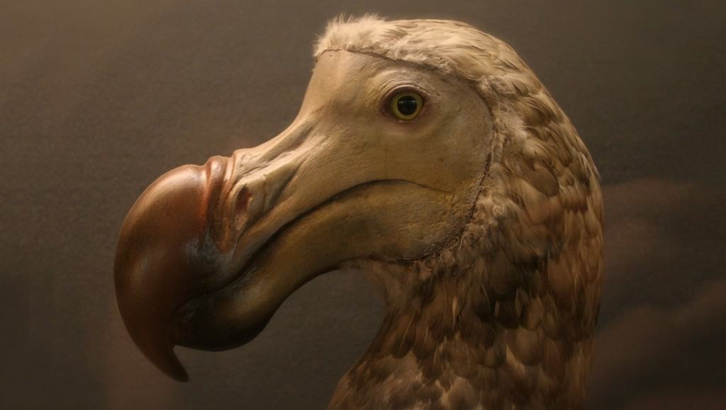 10 Of The Weirdest Looking Birds In The World - Page 3 of 5