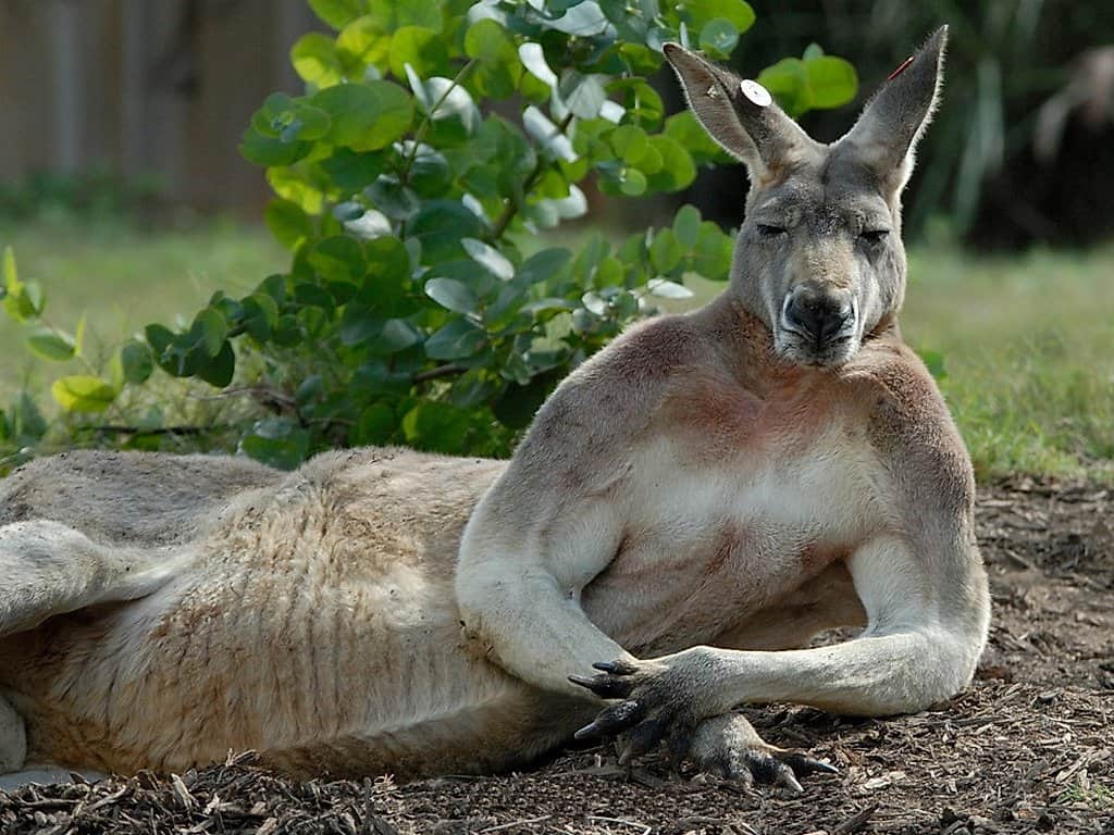 10 Awesome Kangaroo Facts You Never Knew