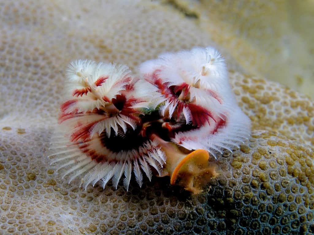 10 Of The Craziest Sea Creatures You'll Ever See - Page 3 of 5