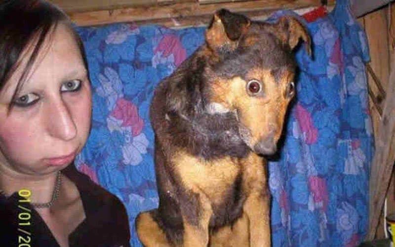 Bilderesultat for pet looking like owner