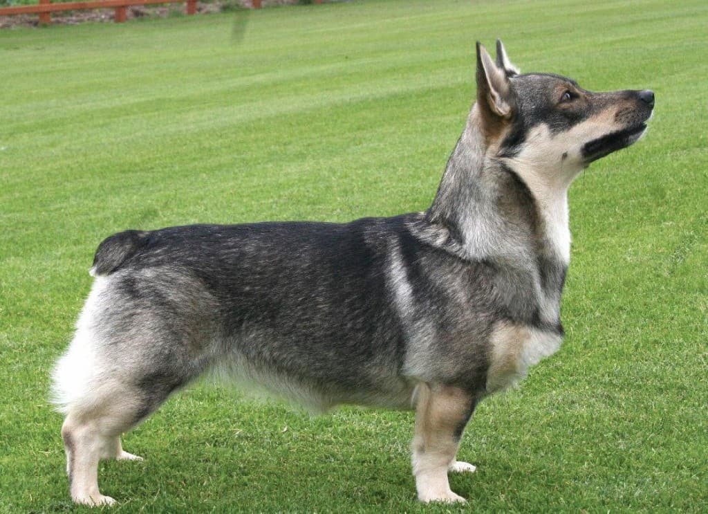 15 Strange And Unusual Dog Breeds - Page 4 of 5