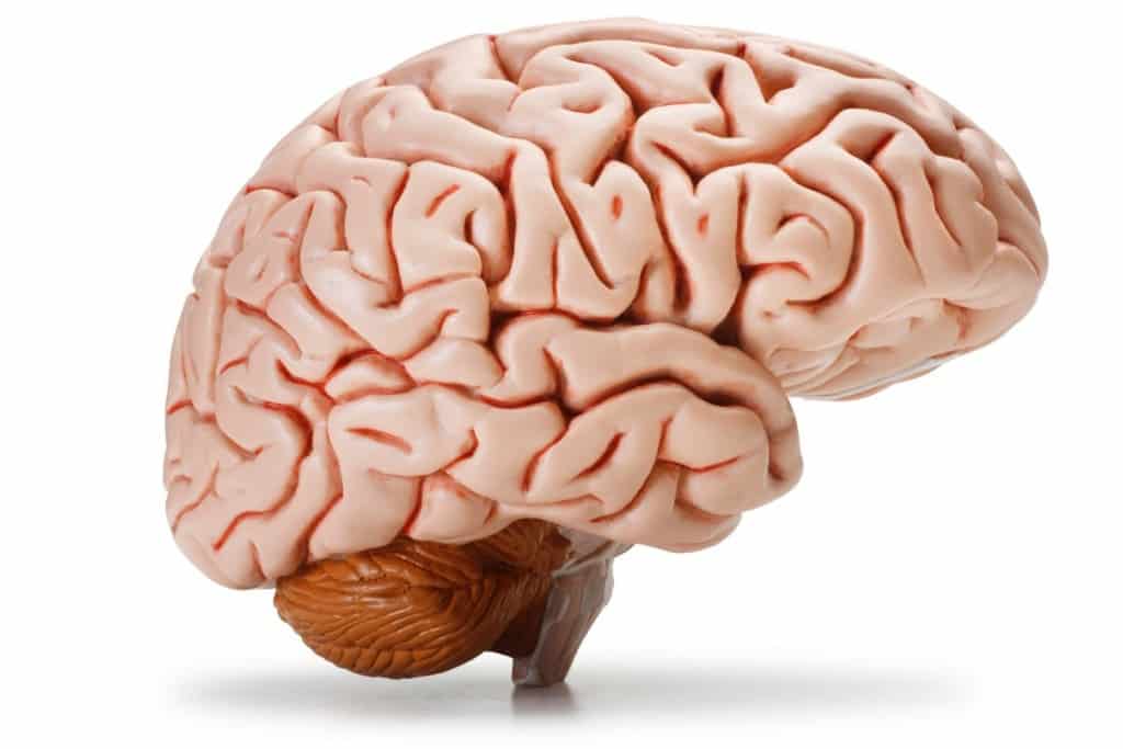 20 things you probably didn t know about the human brain