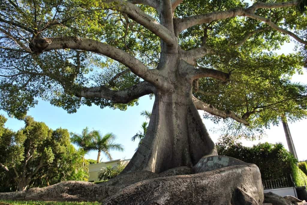 10 Of The Strangest Trees Around World Page 5 Kapok Tree