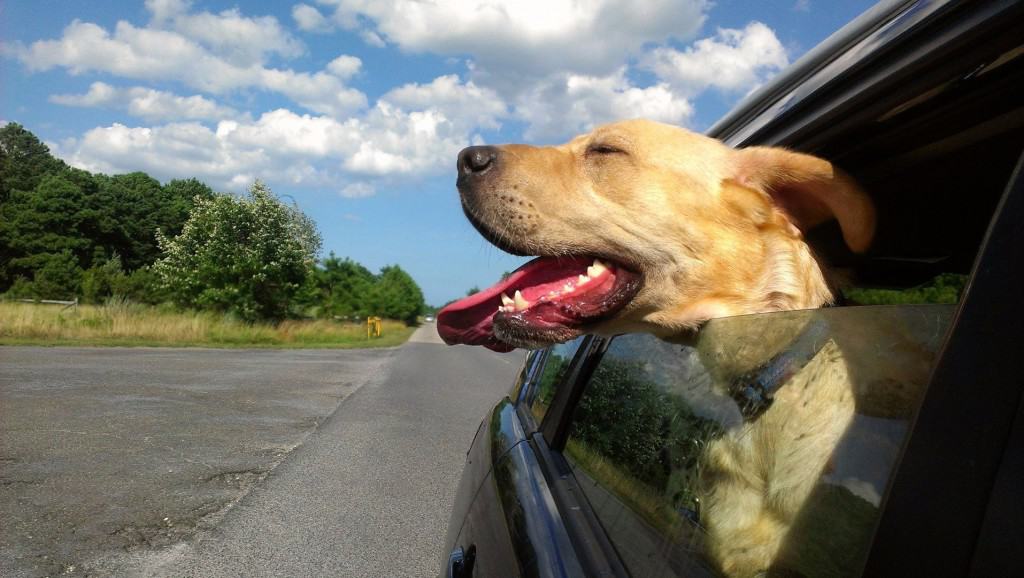 How To Keep Dog Hair Out Of Car - So how do you get dog hair out of your car?