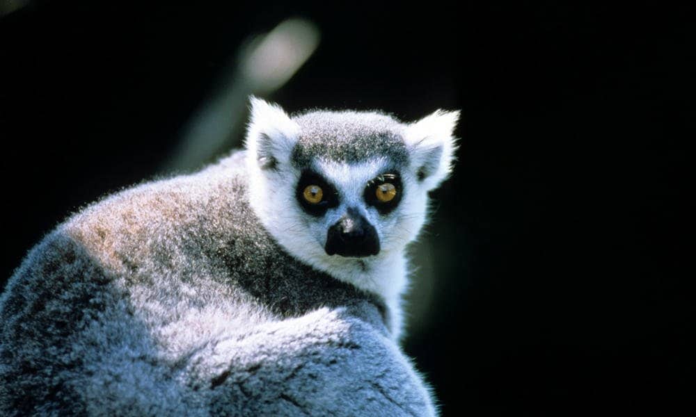 10 awesome facts about the mysterious island of madagascar